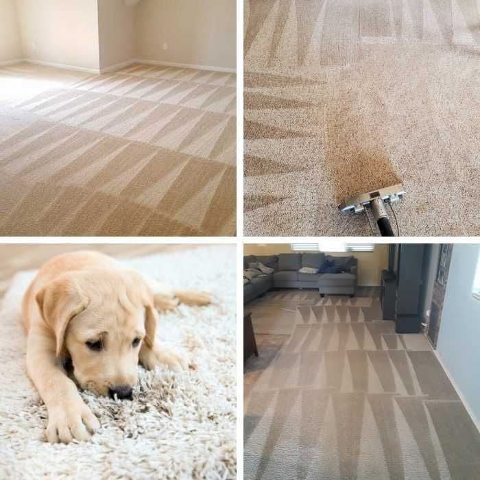 Pet Odor Stain Removal Manville Nj Quad